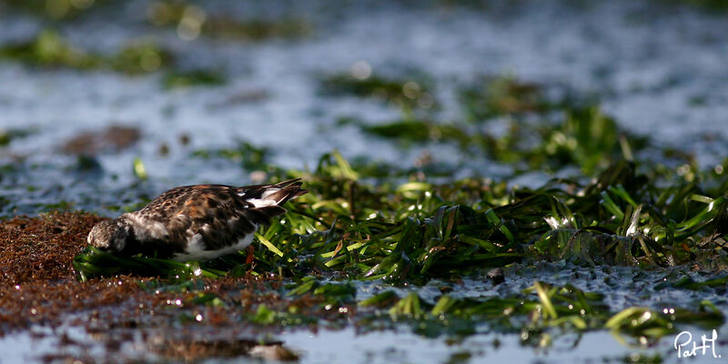 Ruddy Turnstone, feeding habits, Behaviour