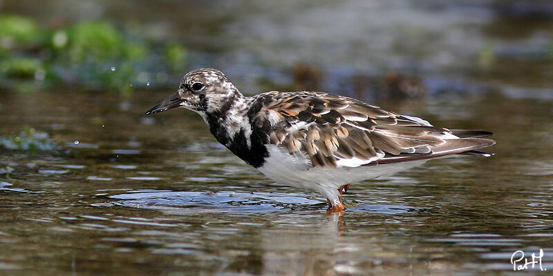 Tournepierre à collier, identification