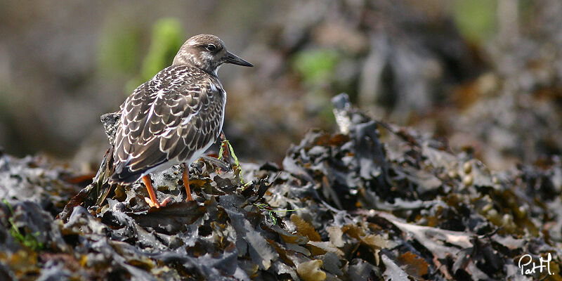 Ruddy Turnstone, identification