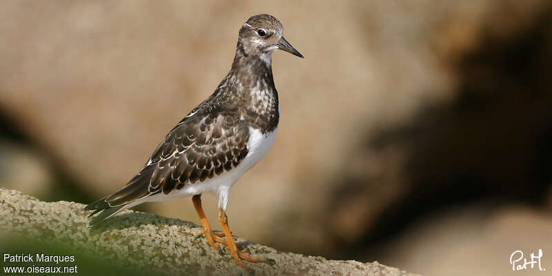 Tournepierre à collierjuvénile, identification