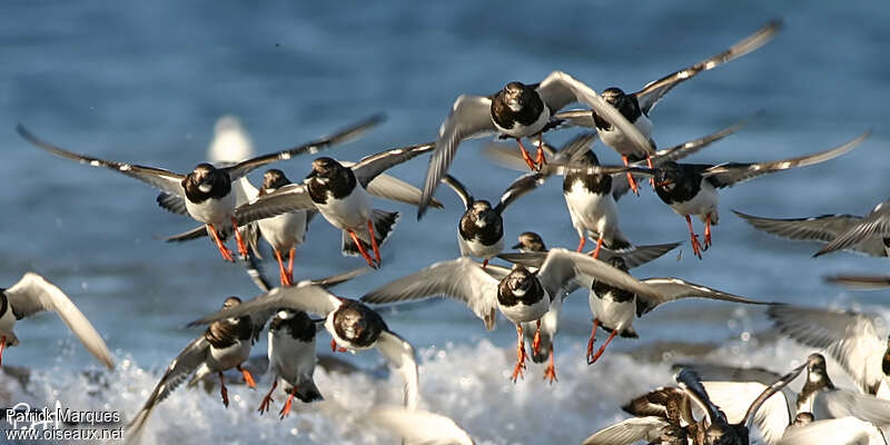 Ruddy Turnstone, Flight