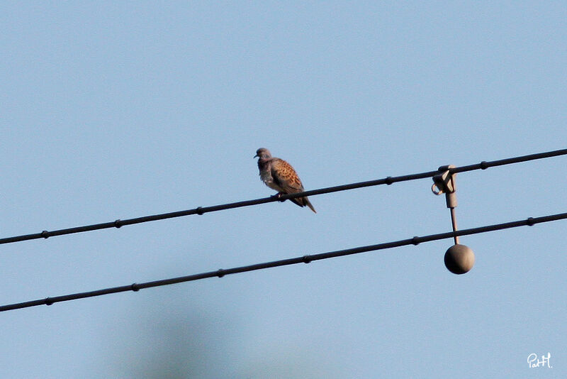 European Turtle Dove