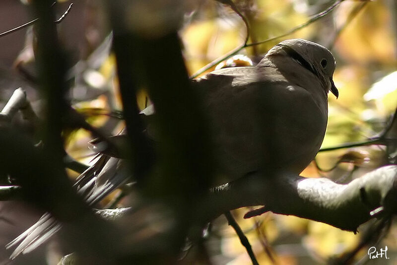 Eurasian Collared Dove, identification