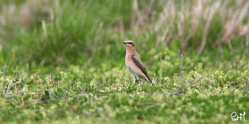 Northern Wheatear female First year, identification