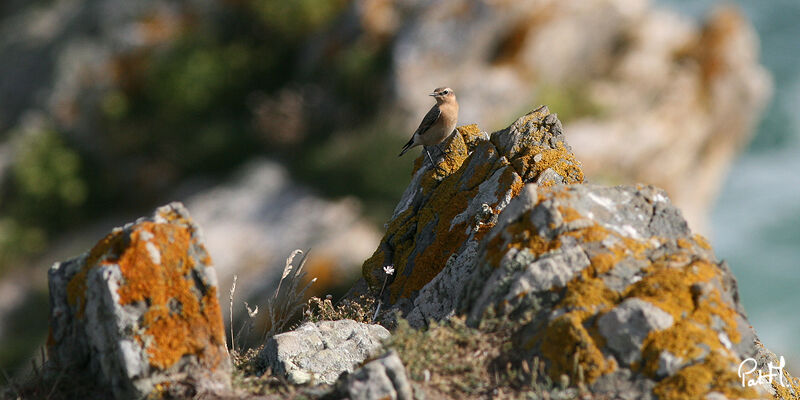 Northern Wheatear female adult, identification, Behaviour