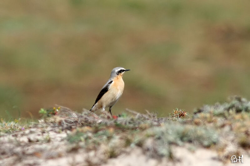 Northern Wheatear male, identification