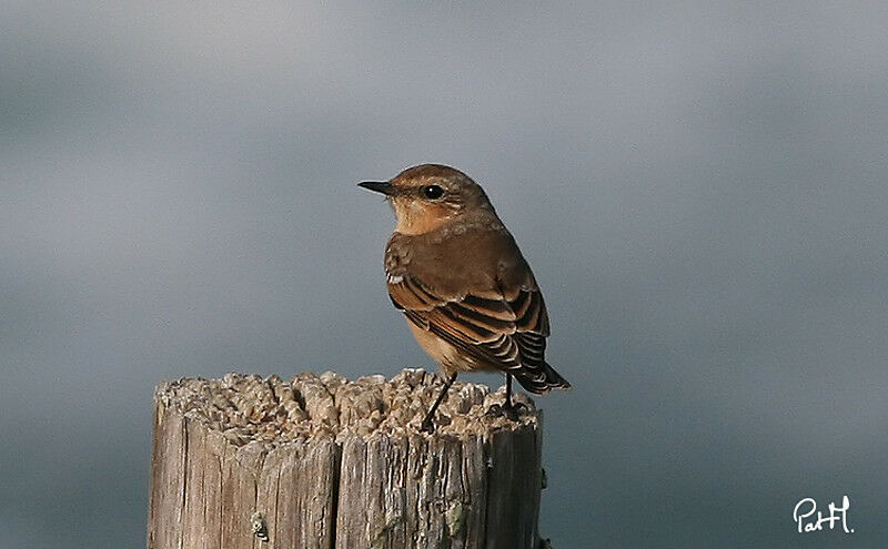 Northern Wheatear female adult, identification