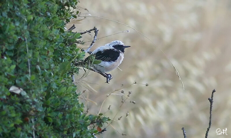 Western Black-eared Wheatear male