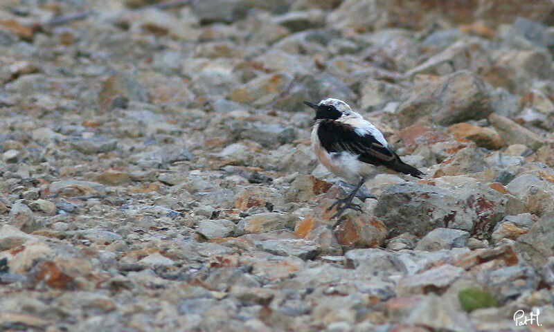 Western Black-eared Wheatear male