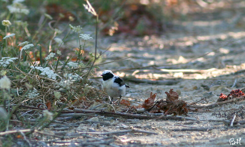 Western Black-eared Wheatear male