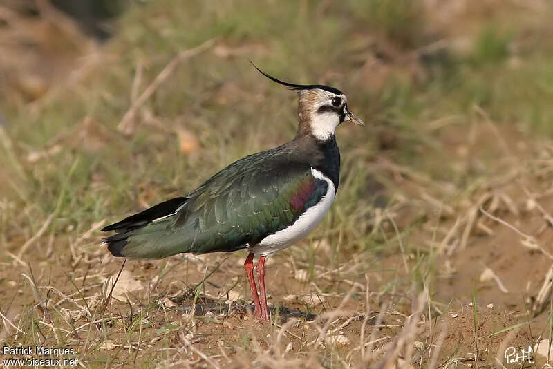 Northern Lapwingadult breeding, identification