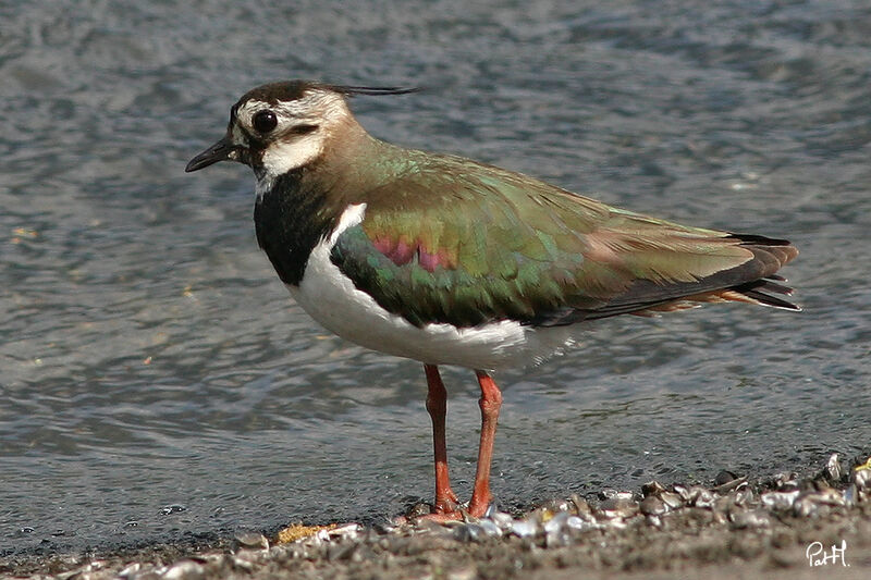 Vanneau huppéadulte nuptial, identification