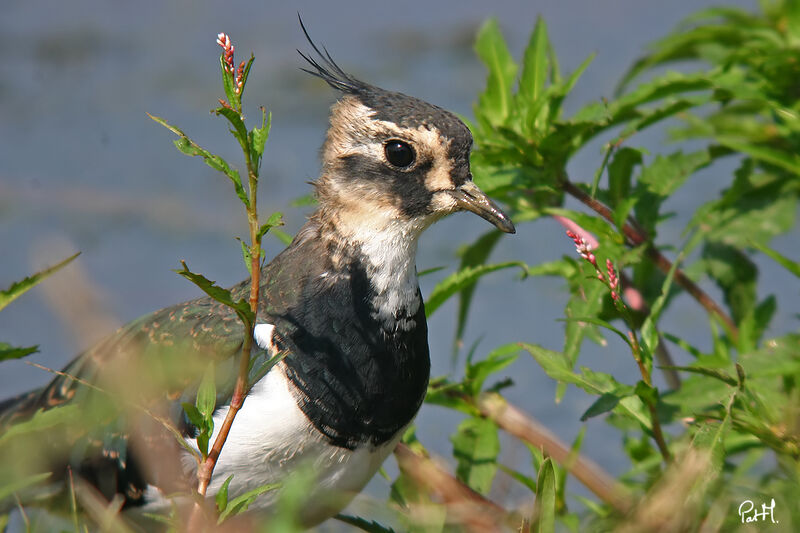 Vanneau huppé, identification