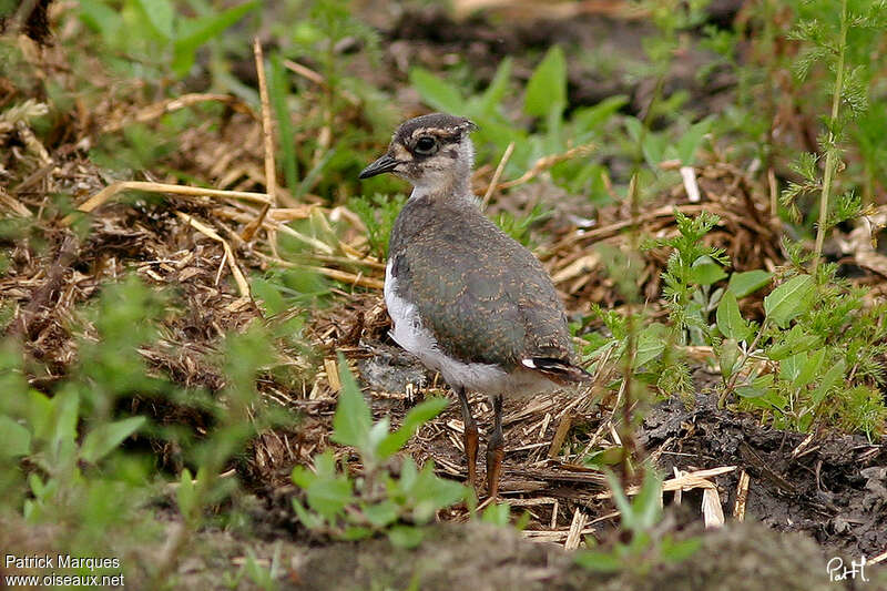 Vanneau huppéjuvénile, identification