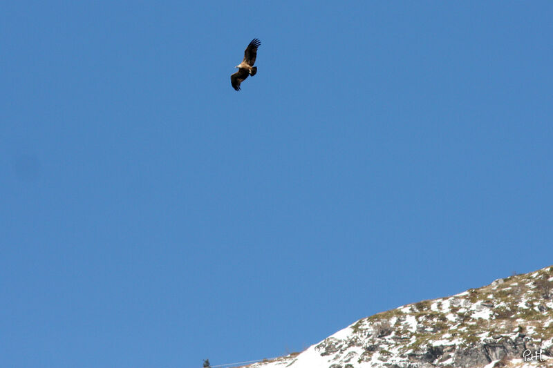 Griffon Vulture