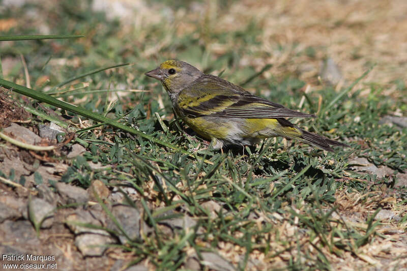 Citril Finchadult post breeding, identification