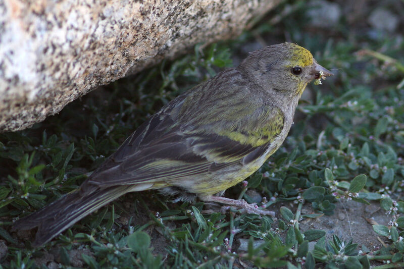 Venturon montagnardadulte, identification