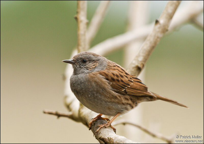 Dunnock