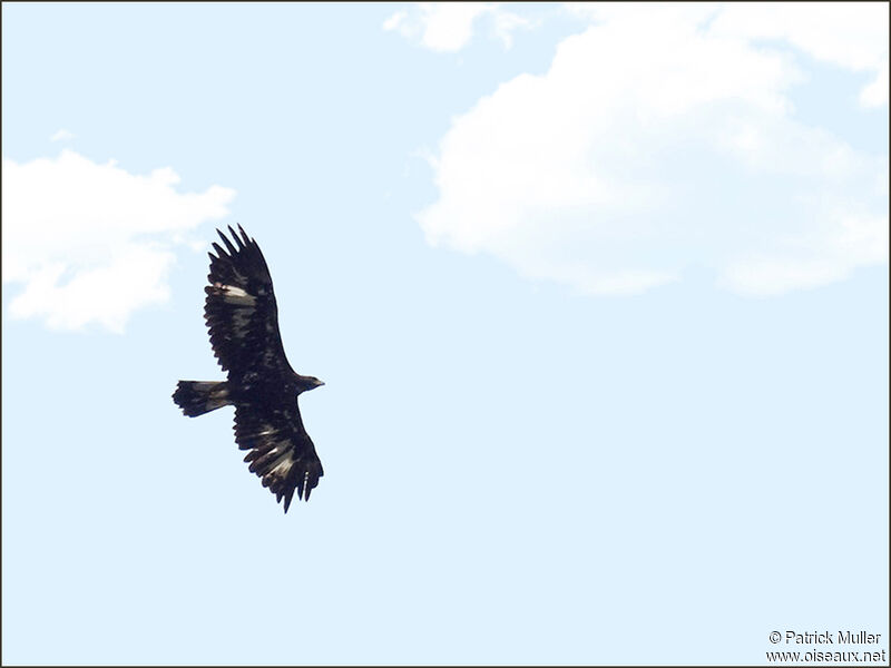 Golden Eaglesubadult, Flight