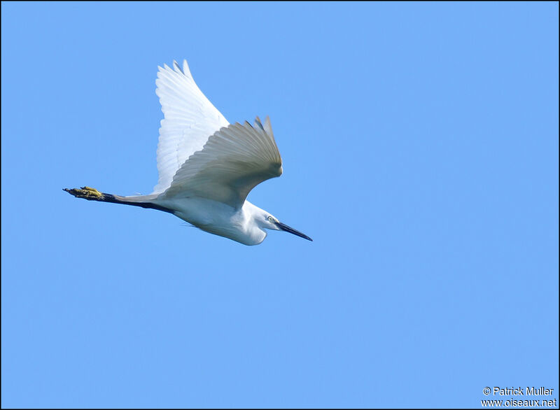 Little Egret