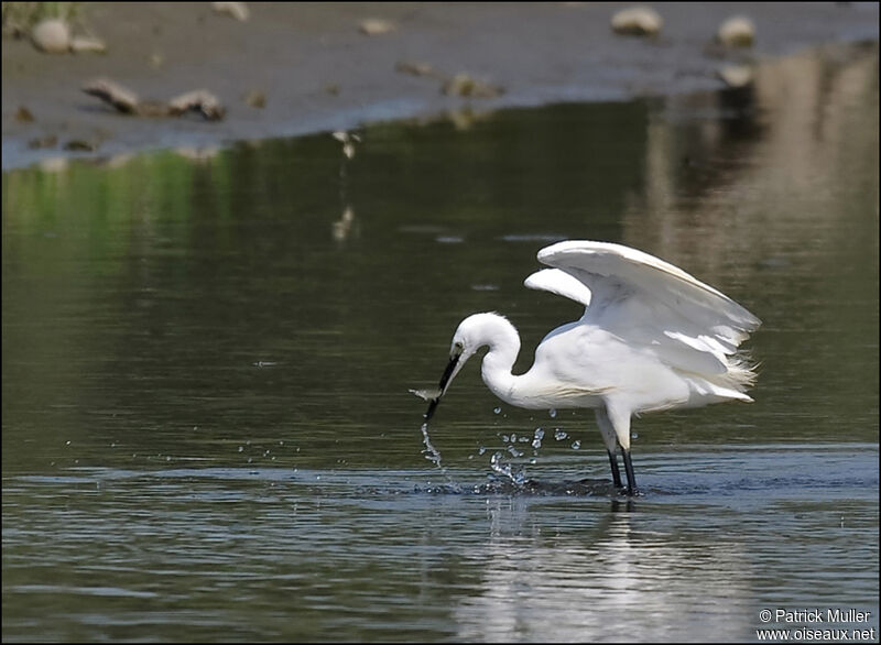 Little Egret