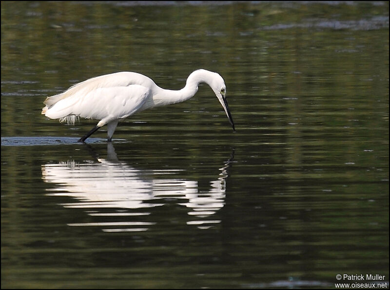 Aigrette garzette