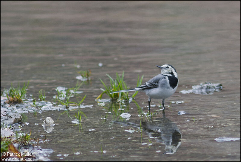 White Wagtail