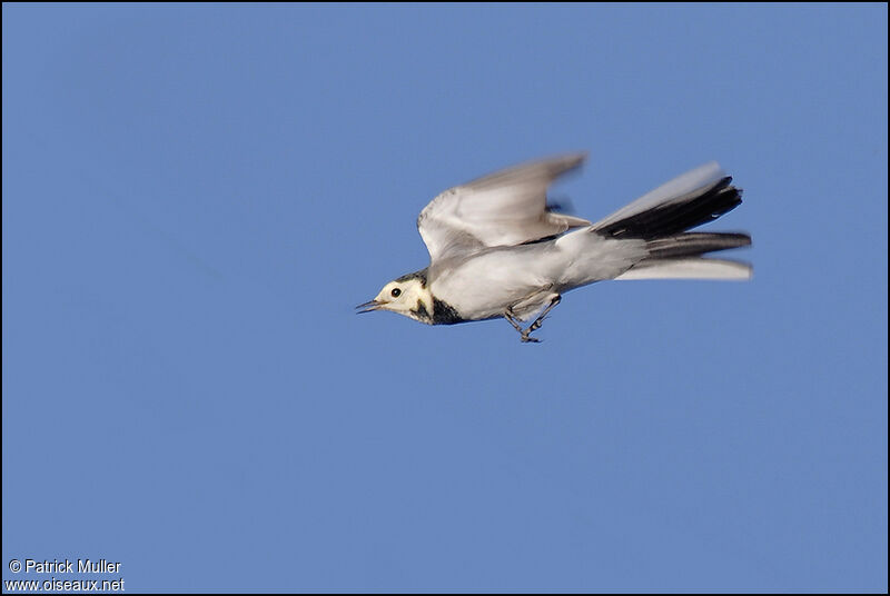 White Wagtail