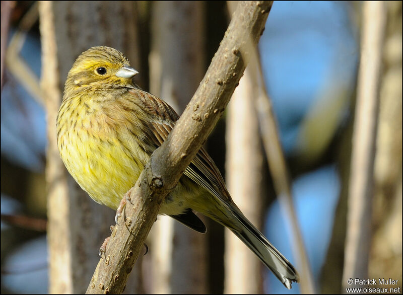 Yellowhammer female