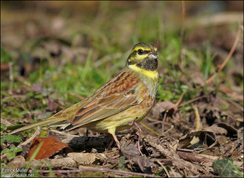 Cirl Bunting male adult breeding, identification