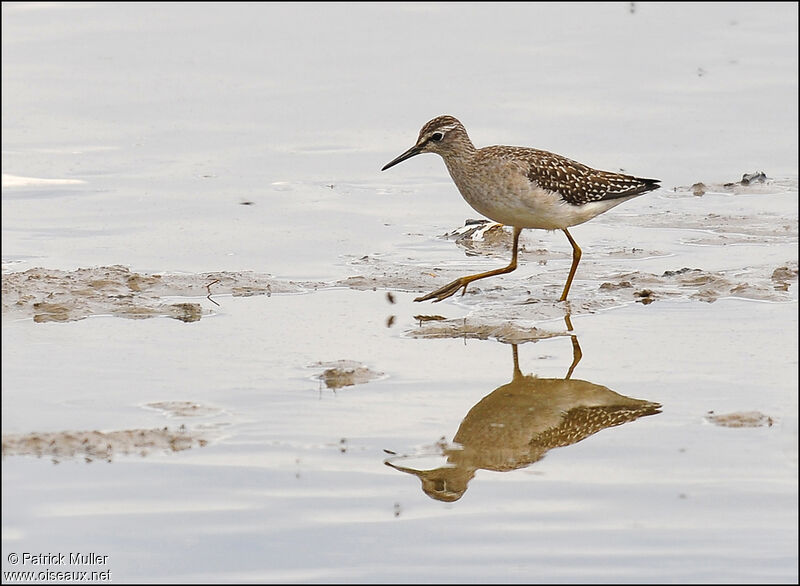 Wood Sandpiper, Behaviour