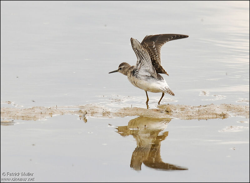 Wood Sandpiper, Behaviour