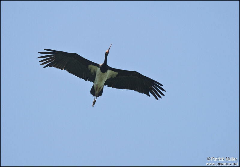 Cigogne noire, Vol