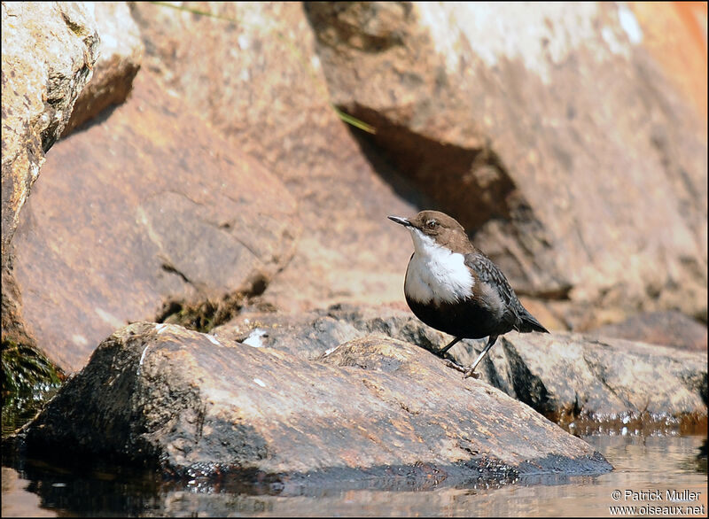 White-throated Dipper, Behaviour