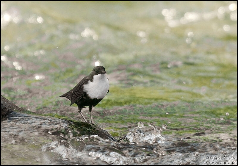 White-throated Dipper