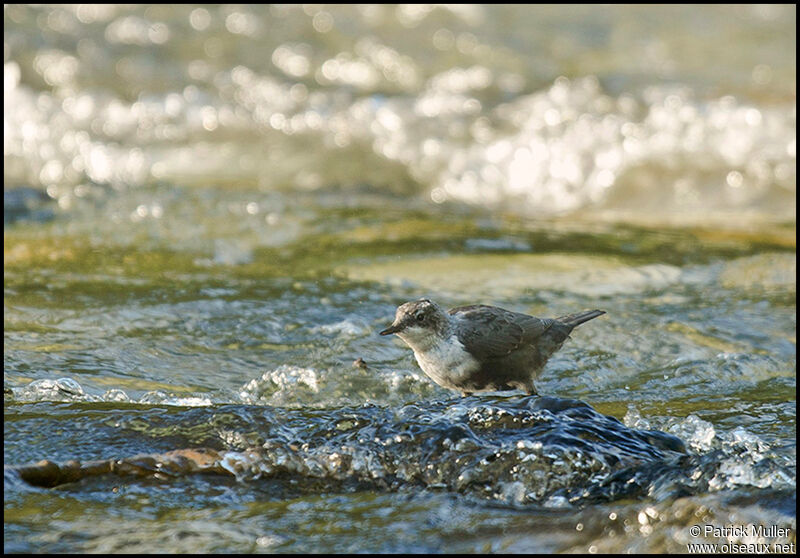 White-throated DipperFirst year