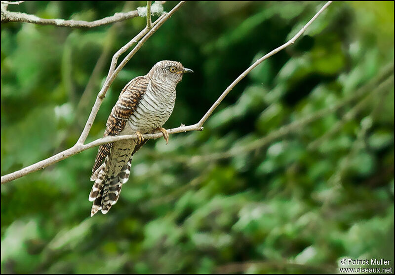 Common Cuckoo