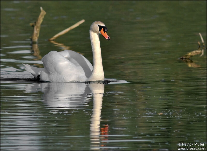 Mute Swan