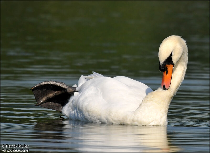 Mute Swan