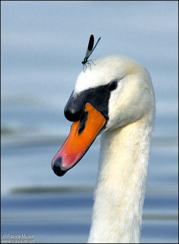 Cygne tuberculé, Comportement