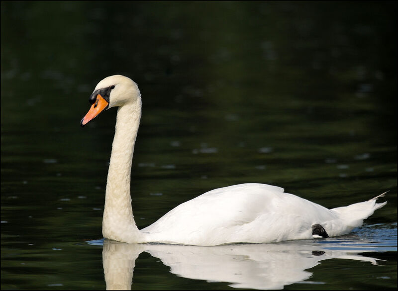 Mute Swan