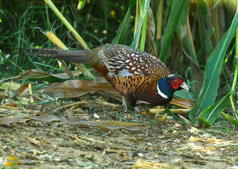 Common Pheasant male