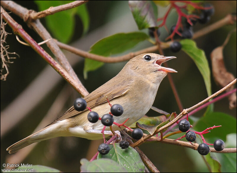 Garden Warbler, Behaviour