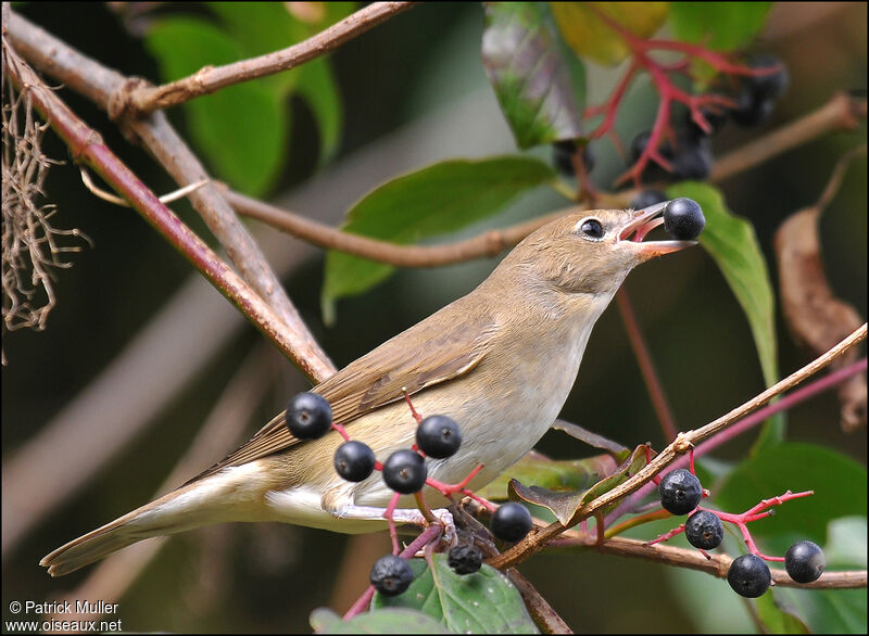 Garden Warbler, feeding habits