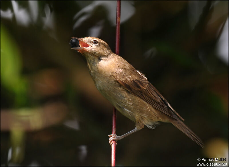 Garden Warbler, feeding habits