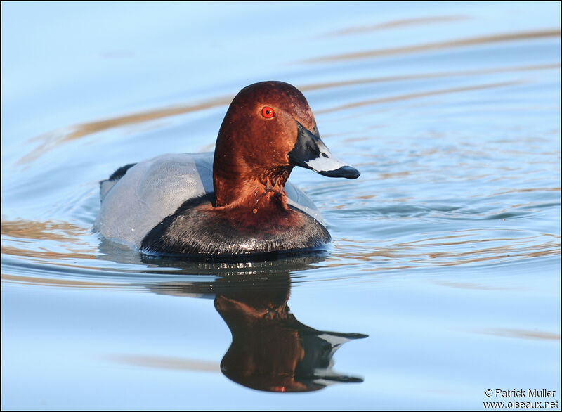 Common Pochard male, Behaviour