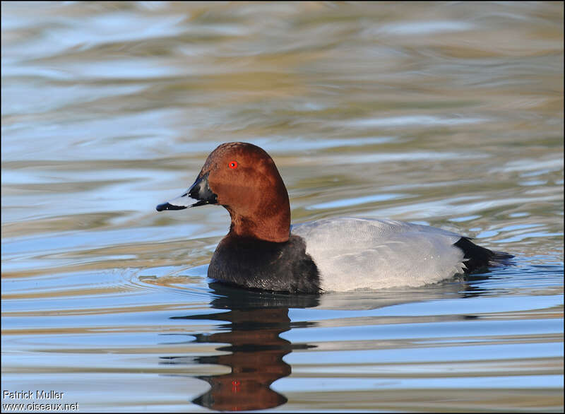 Common Pochard male adult breeding, identification