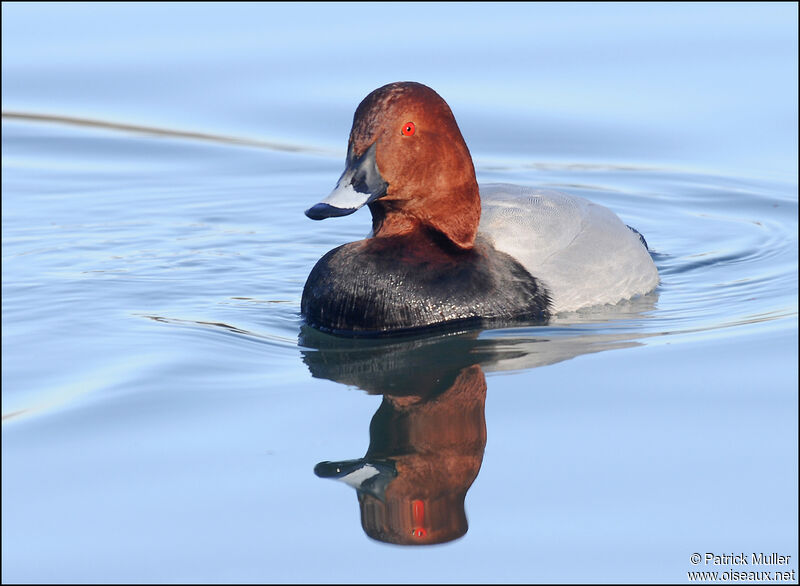 Common Pochard male, Behaviour