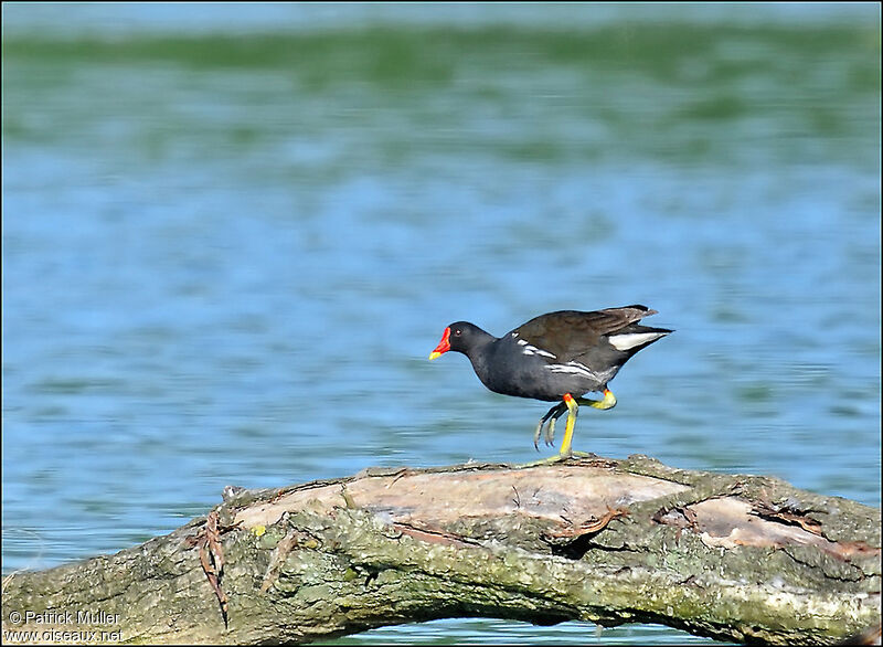 Common Moorhen, Behaviour