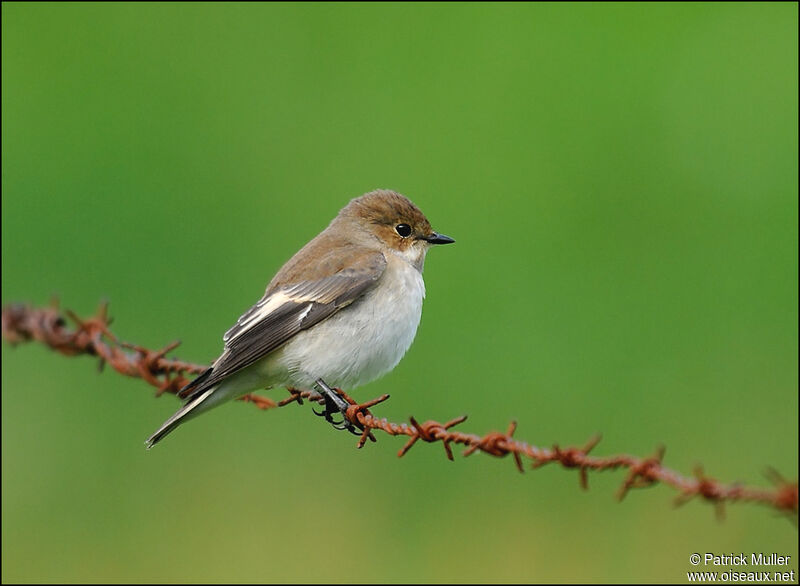 European Pied Flycatcher, Behaviour